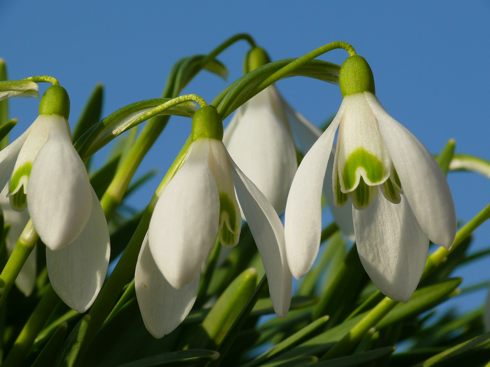 Der Frühling....