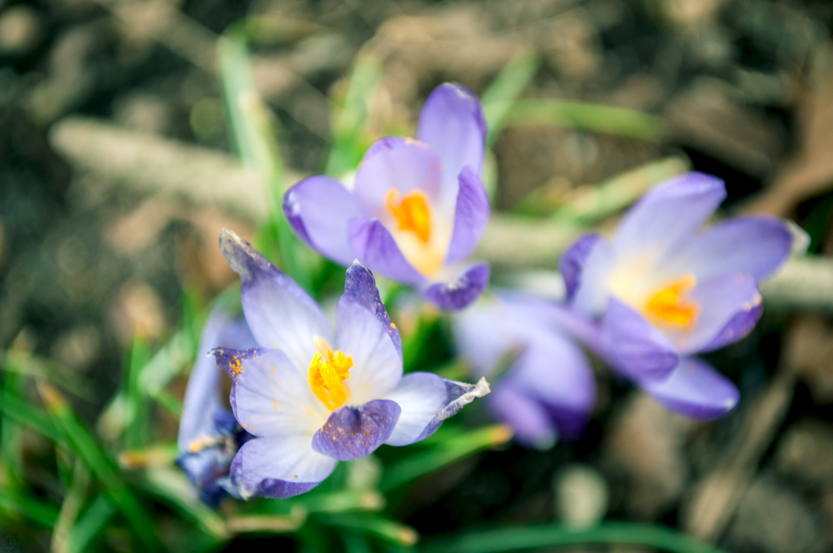 Der Frühling.