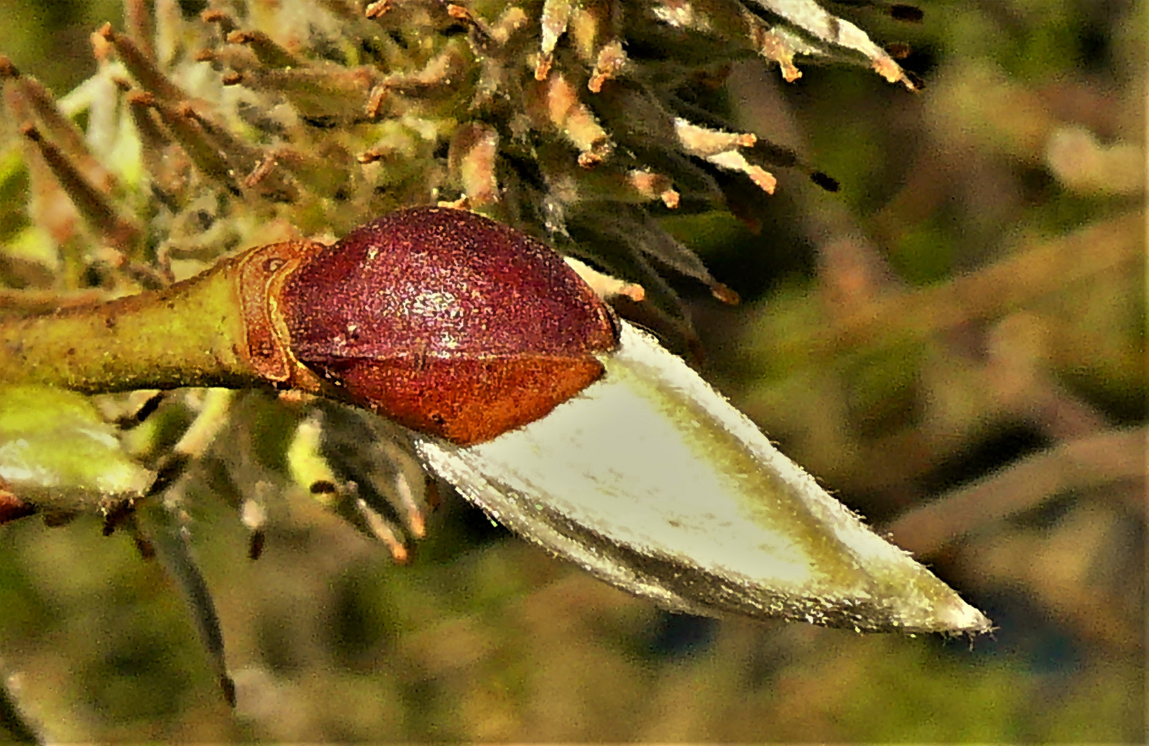 Der Frühling