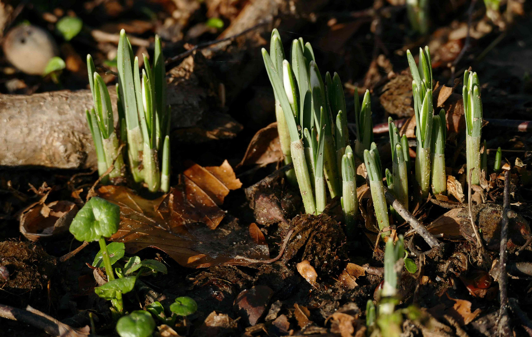 Der Frühling ....