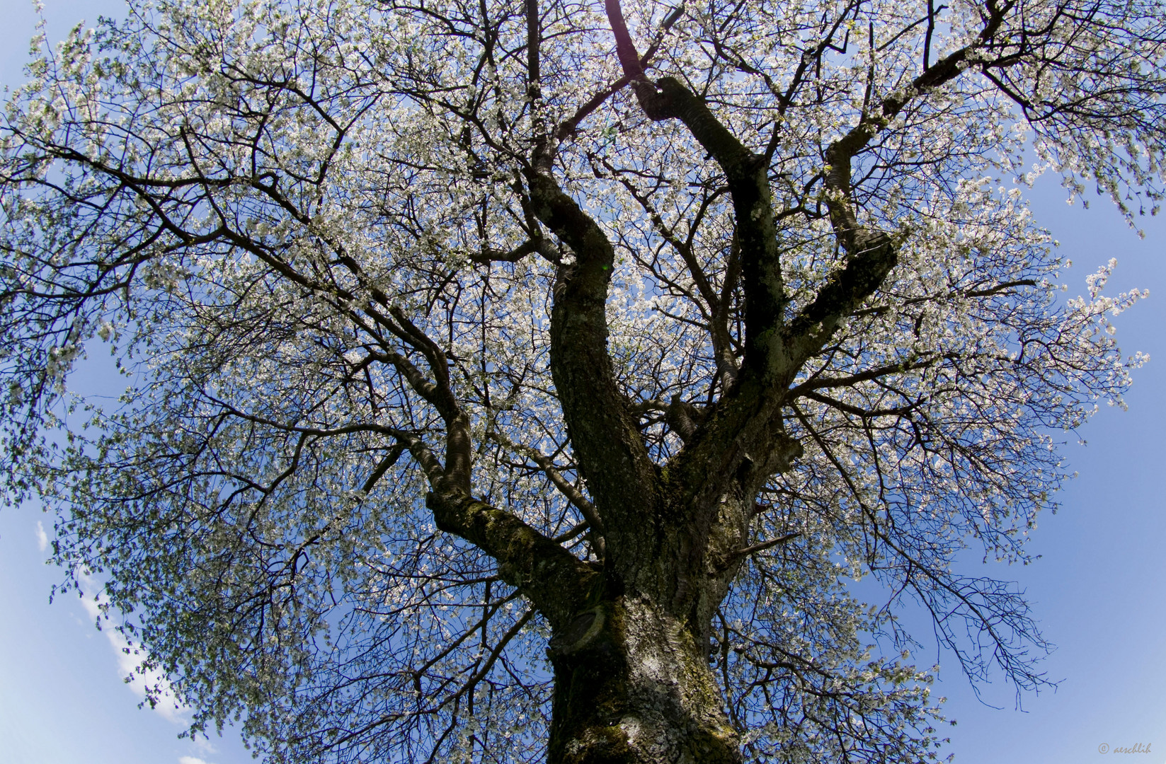 Der Frühling...