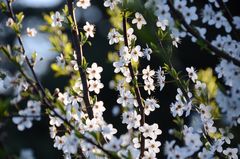 Der Frühling