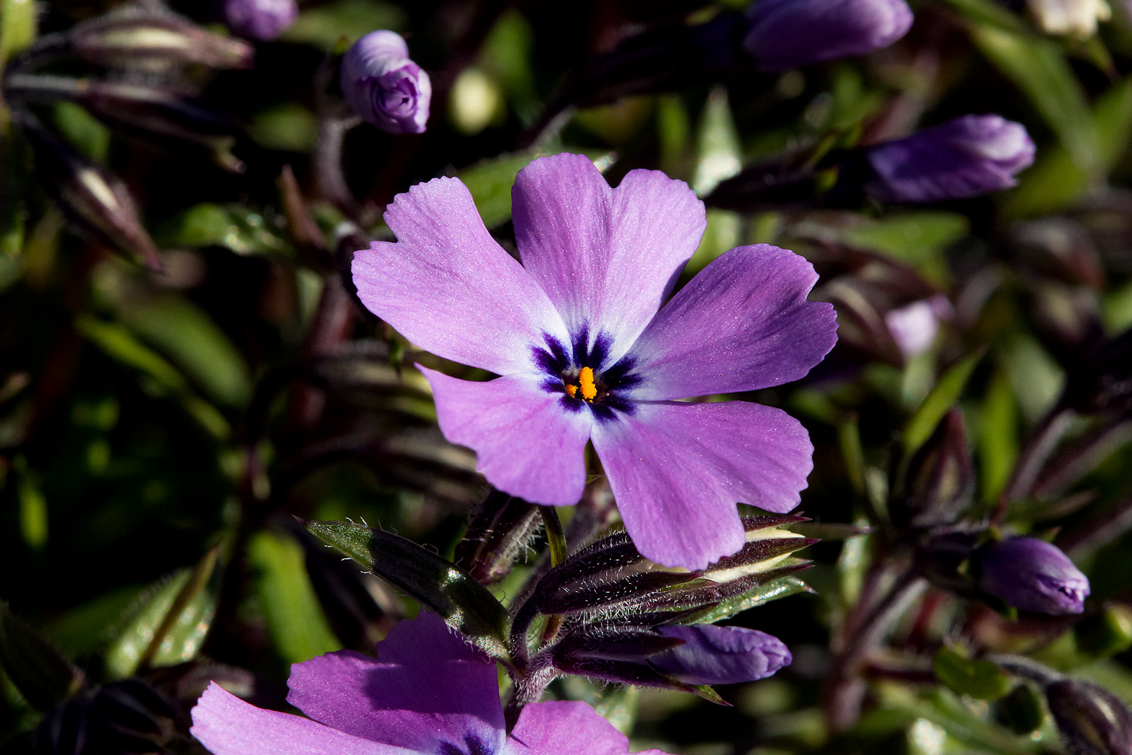 Der Frühling