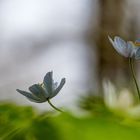 der Frühling 