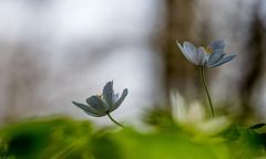 der Frühling 