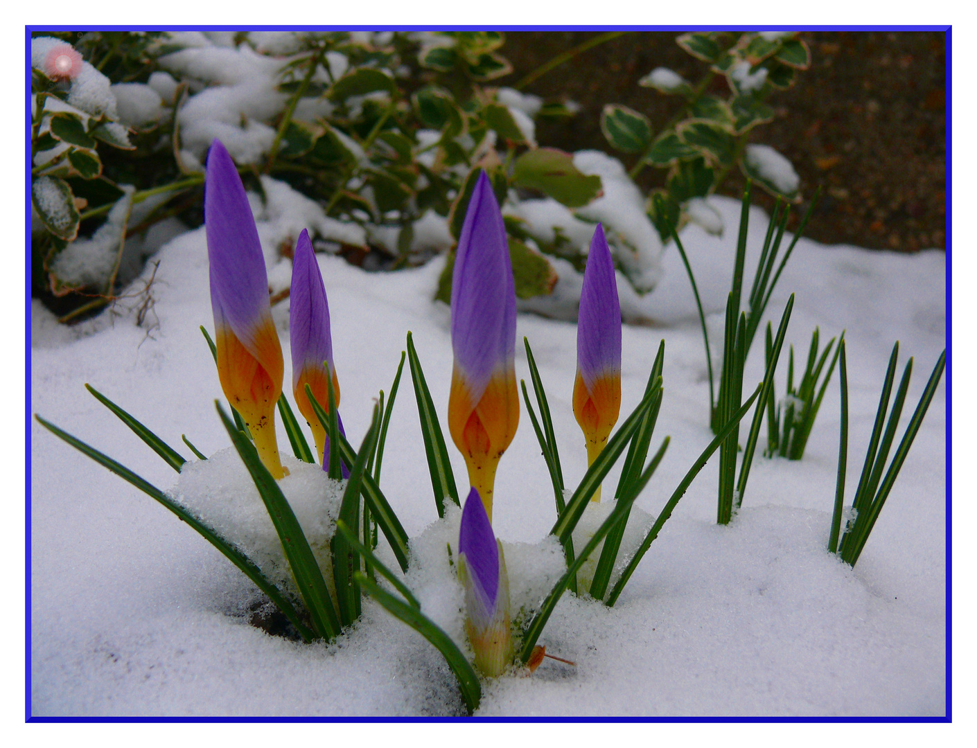 Der Frühling