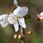 Der Frühling,...