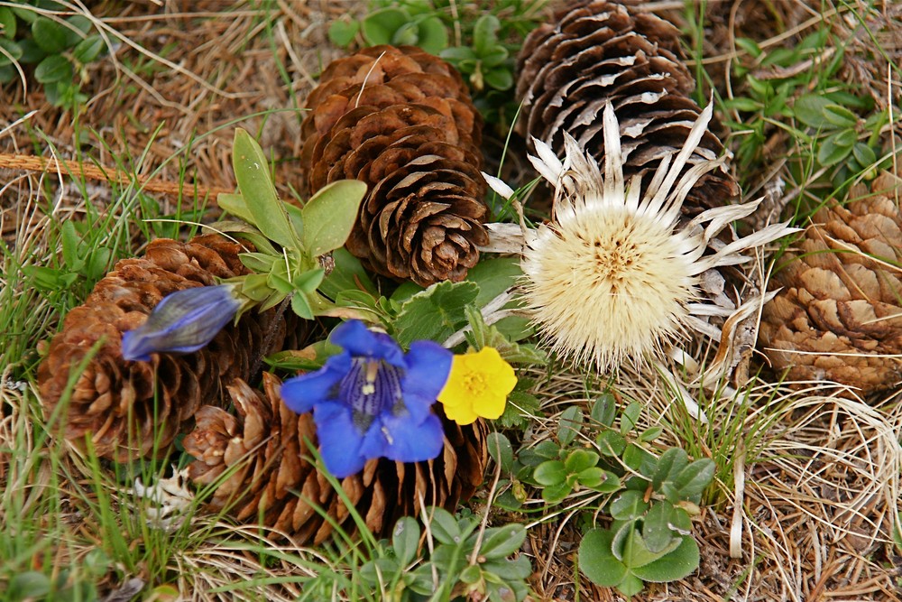 Der Frühling 2009 ....