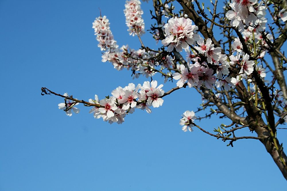 Der Frühling 2012 in der Vorderpfalz hat begonnen