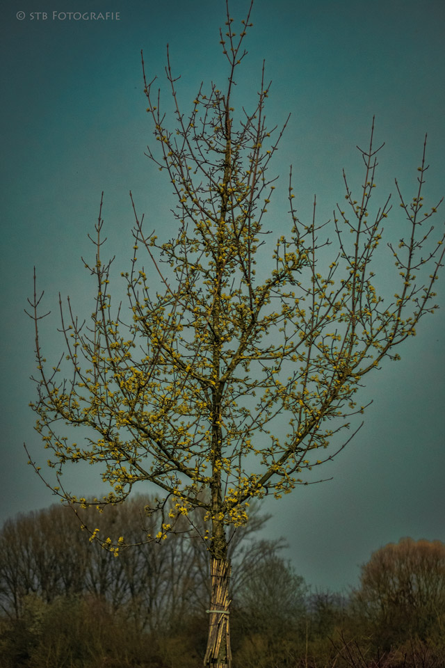 Der Frühling 2015 kann kommen.