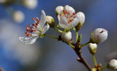 Der Frühling 2016 ....