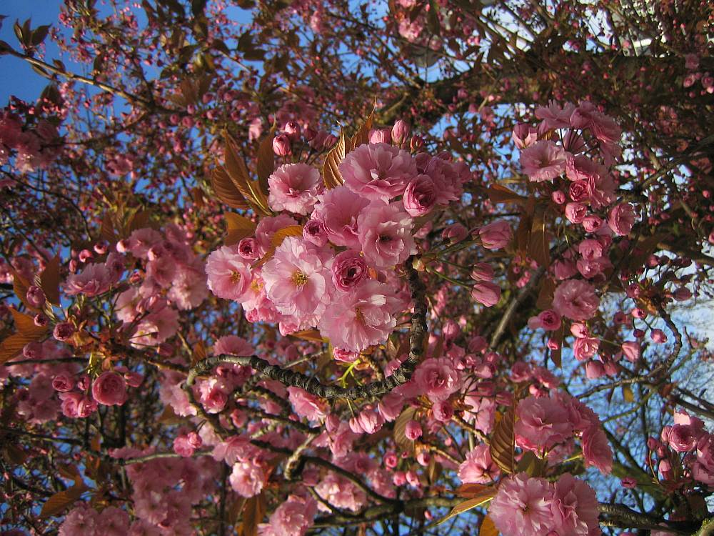 der Frühling 2016 ist da