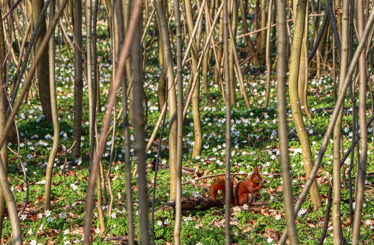 Der Frühling 2020