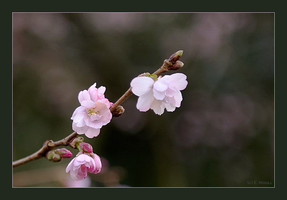 Der Frühling