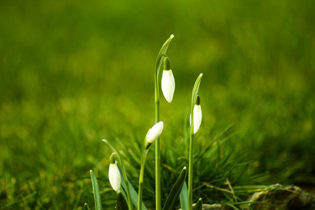 Der Frühling