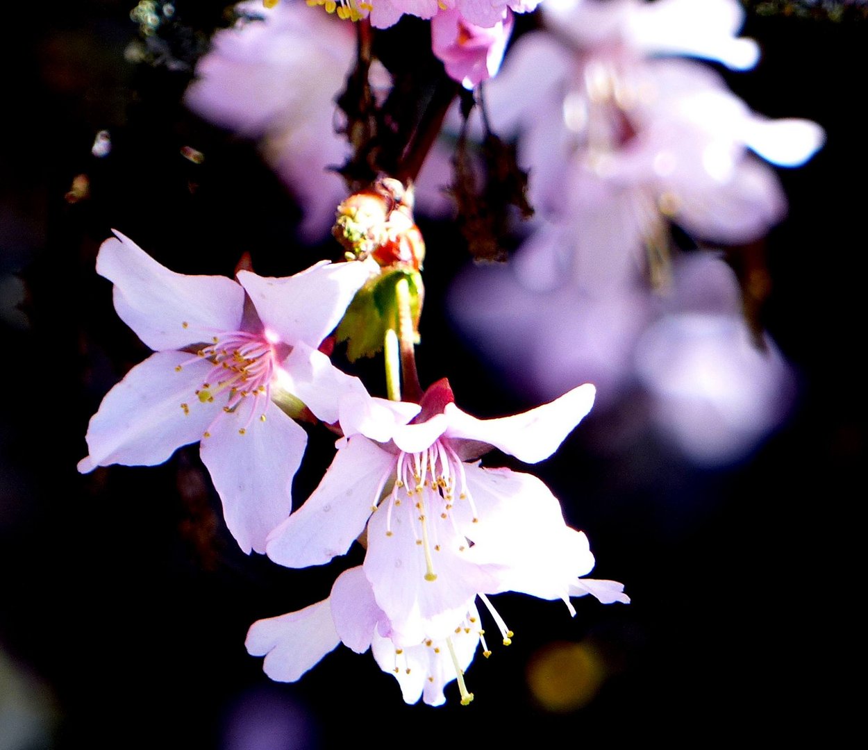 ..der Frühling .......