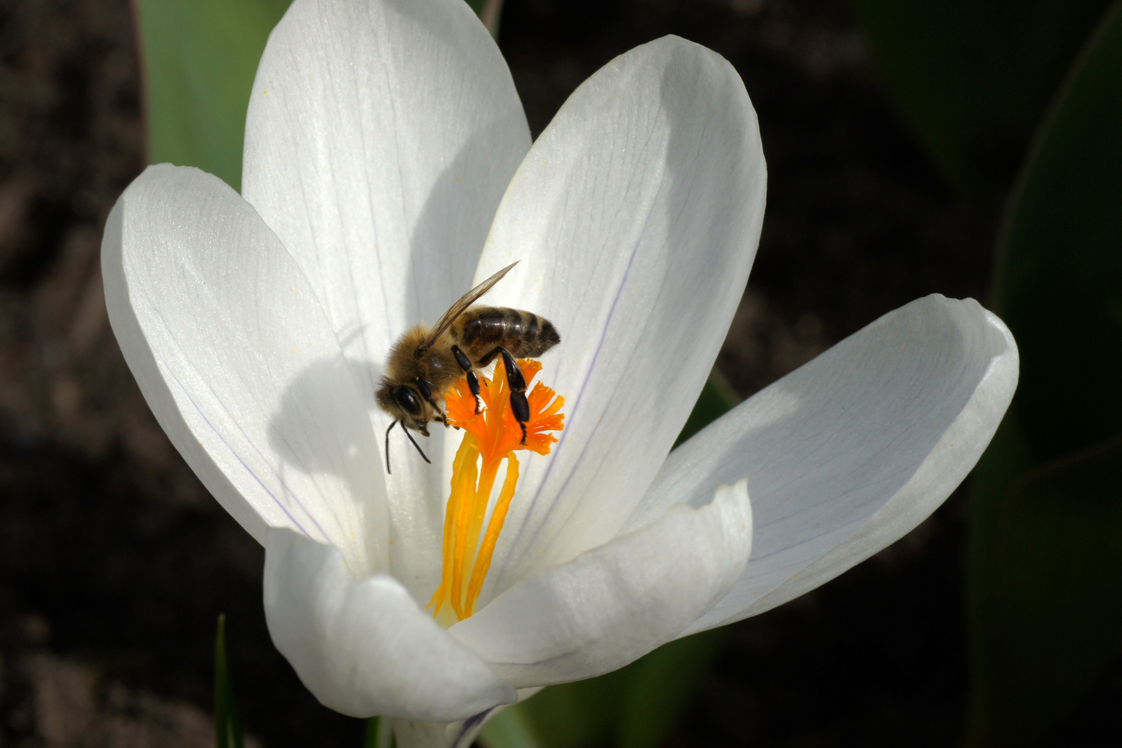 Der Frühling...