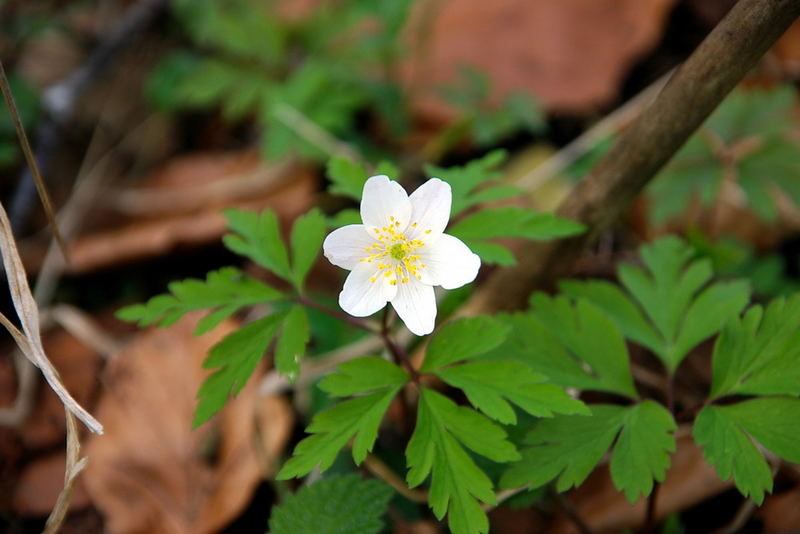 Der Frühling