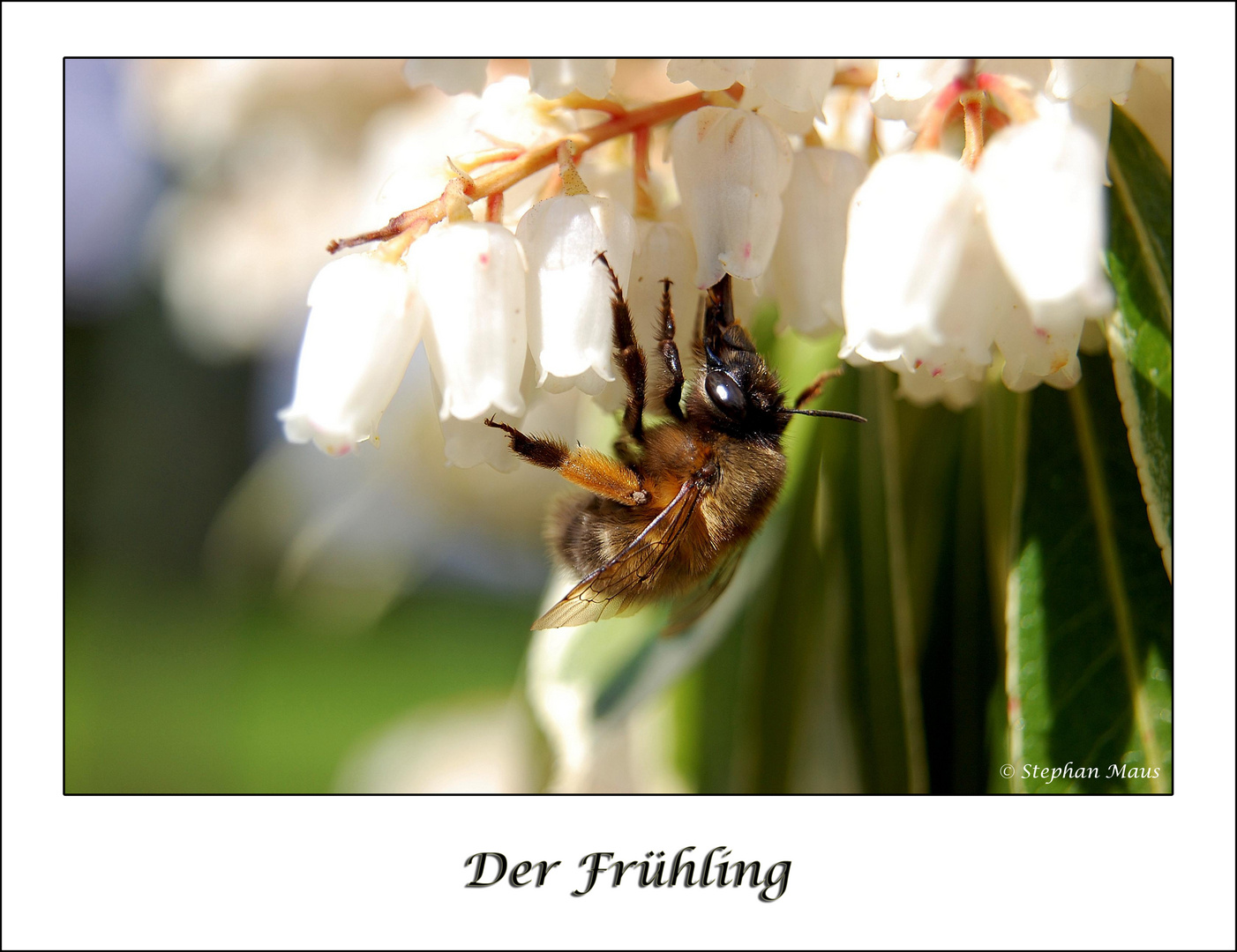 Der Frühling...