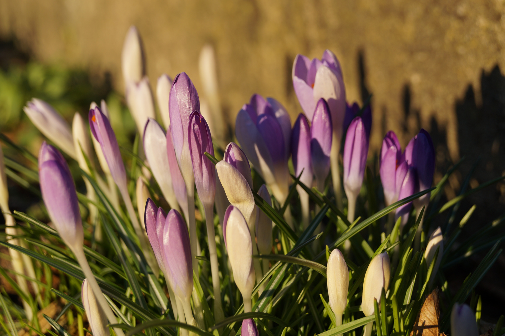 Der Frühling