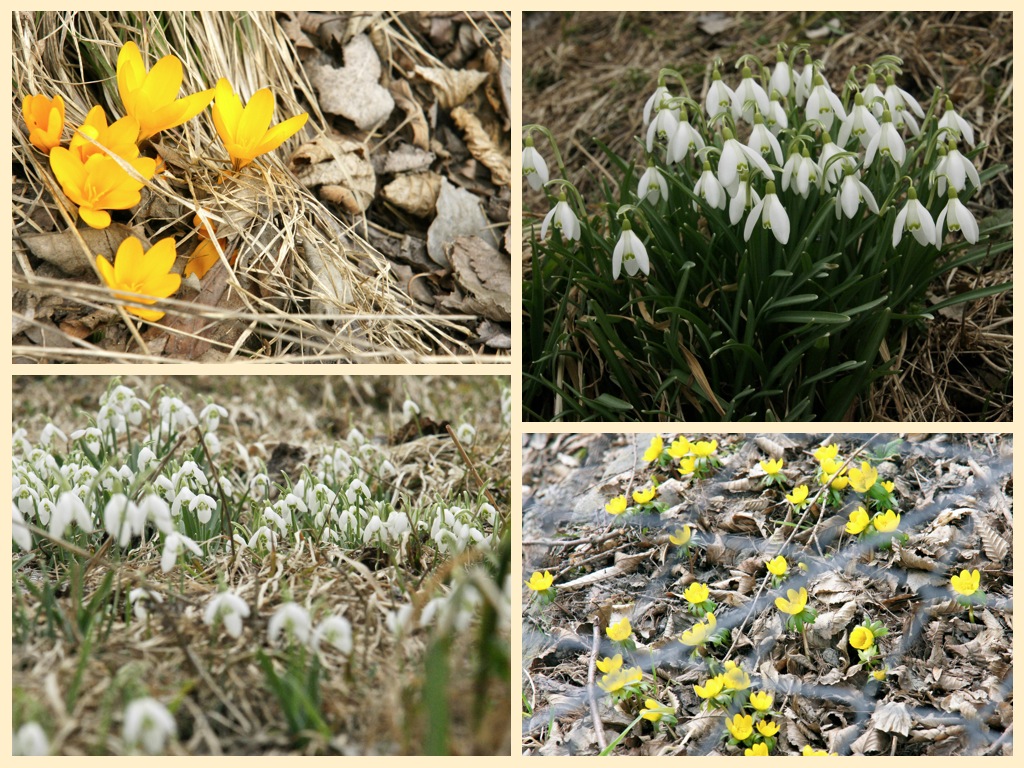 Der Frühling .....