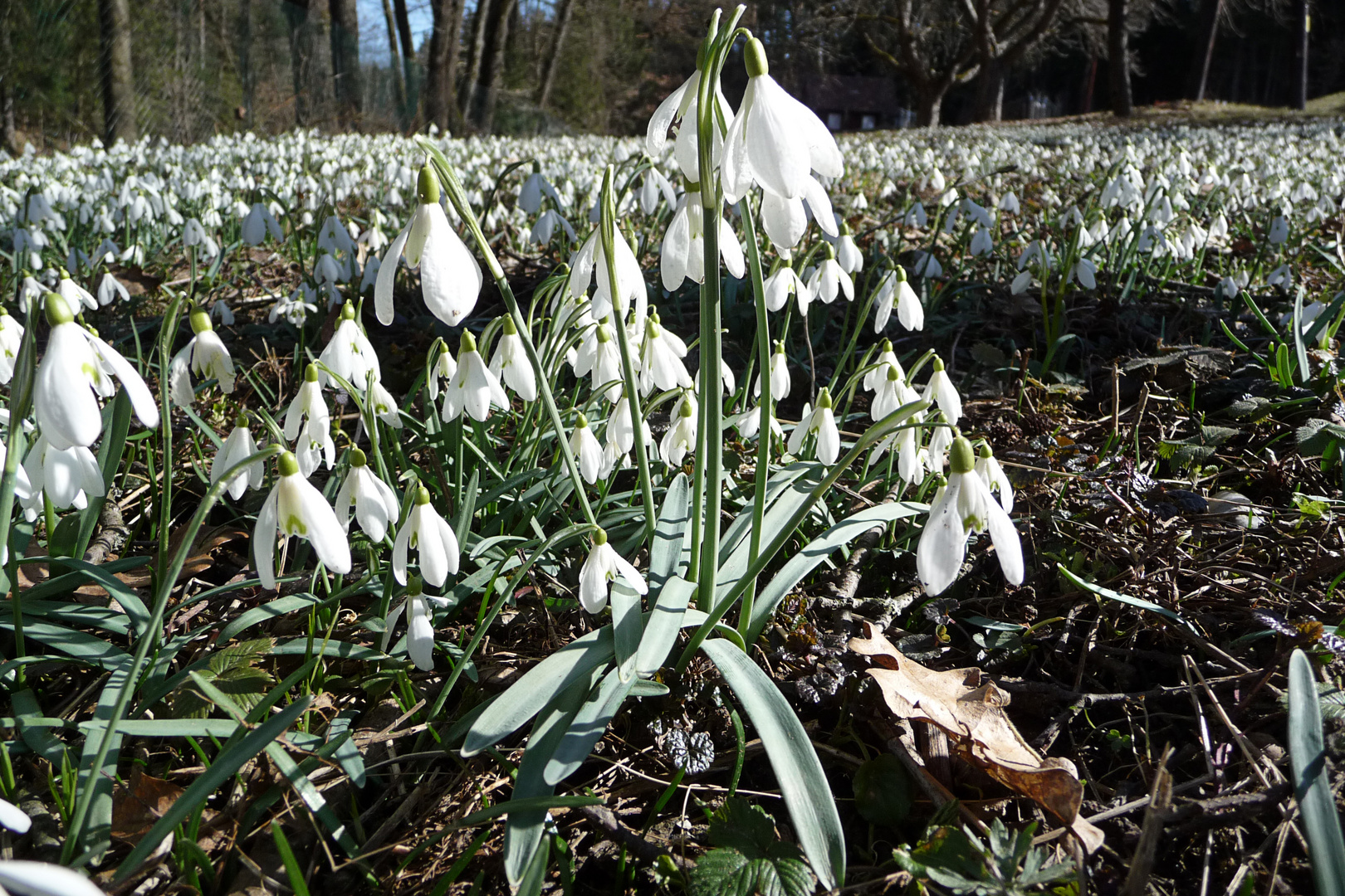 Der Frühling...