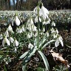 Der Frühling...