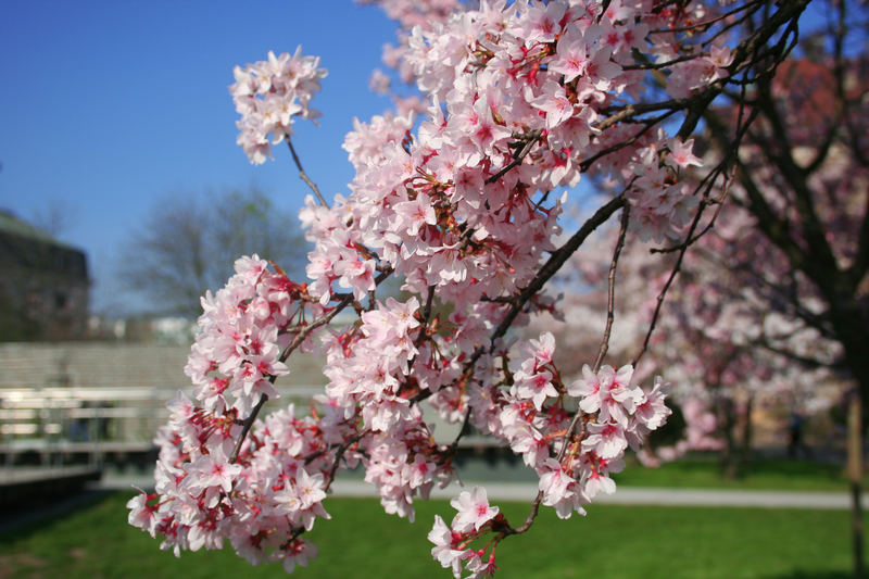 der frühLing