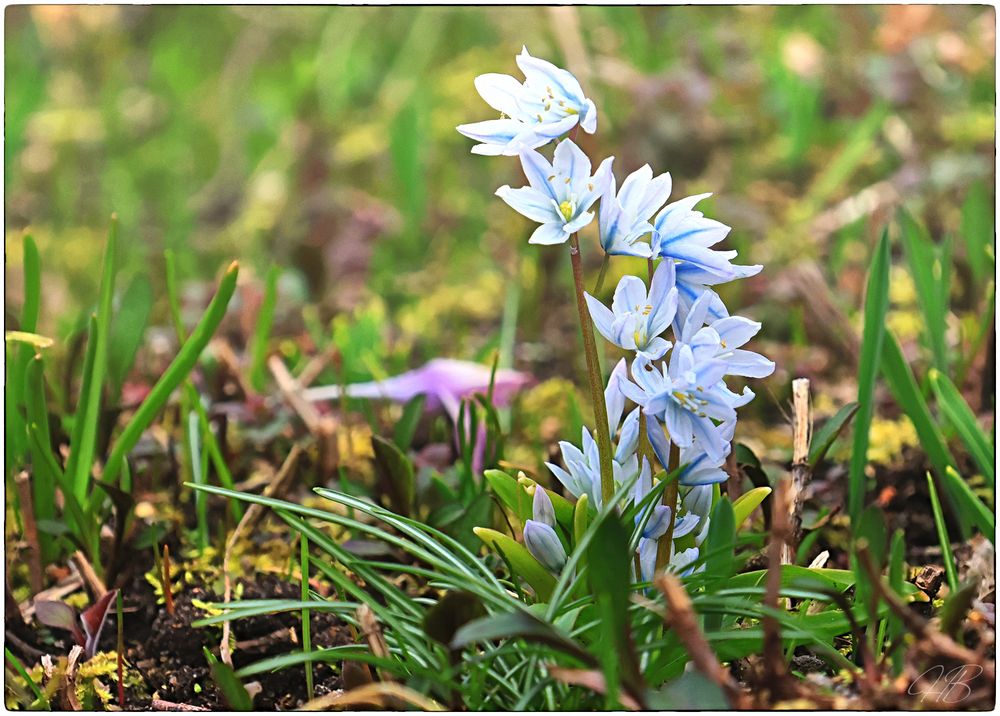 Der Frühling .....