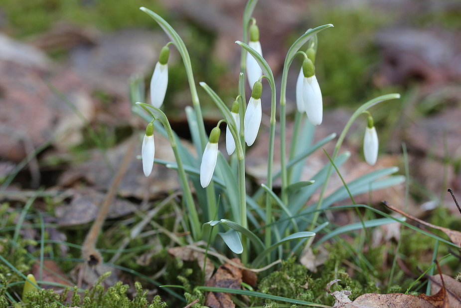 Der Frühling