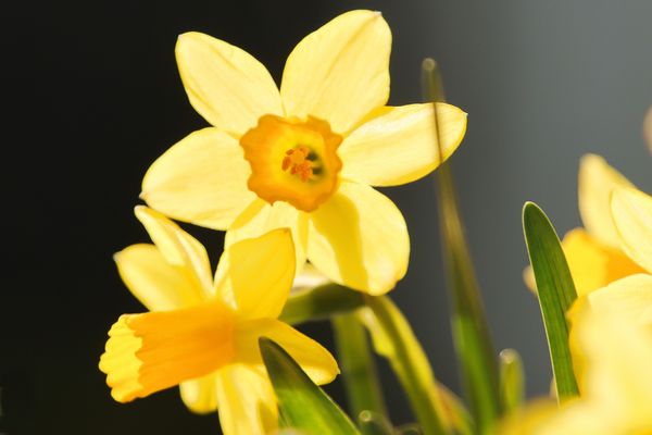 ... der Frühling...