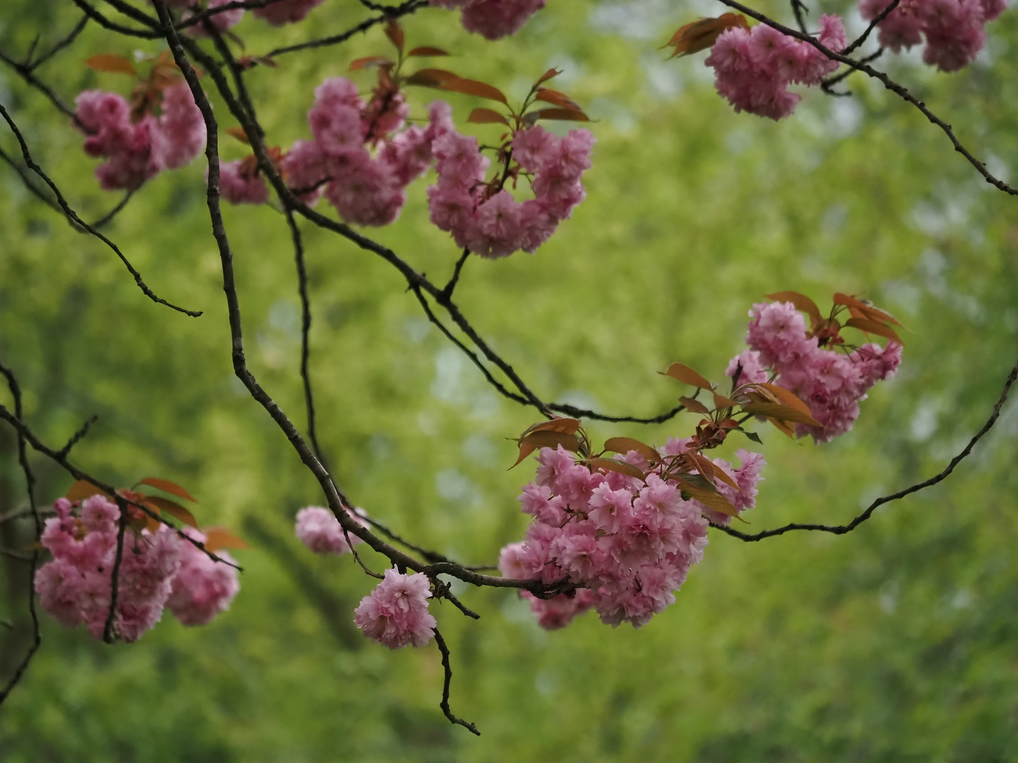 Der Frühling