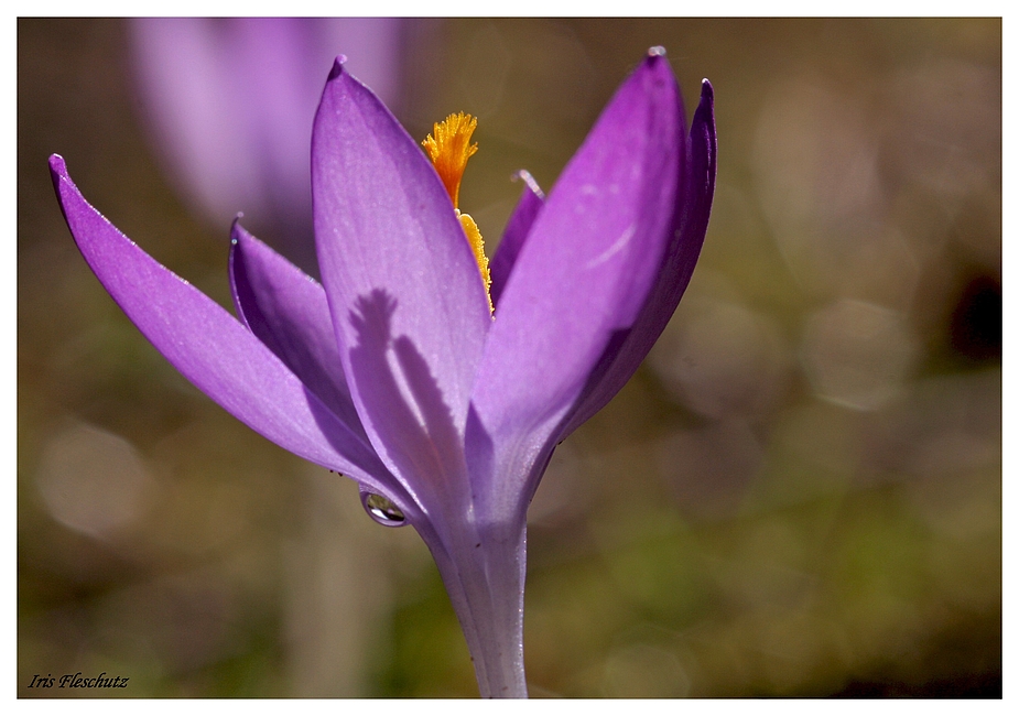 Der Frühling...