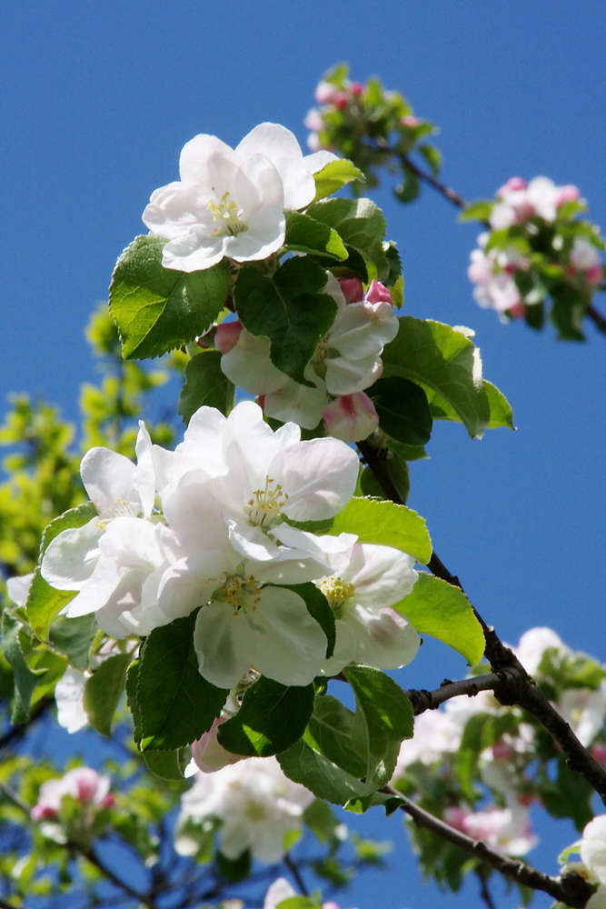 Der Frühling