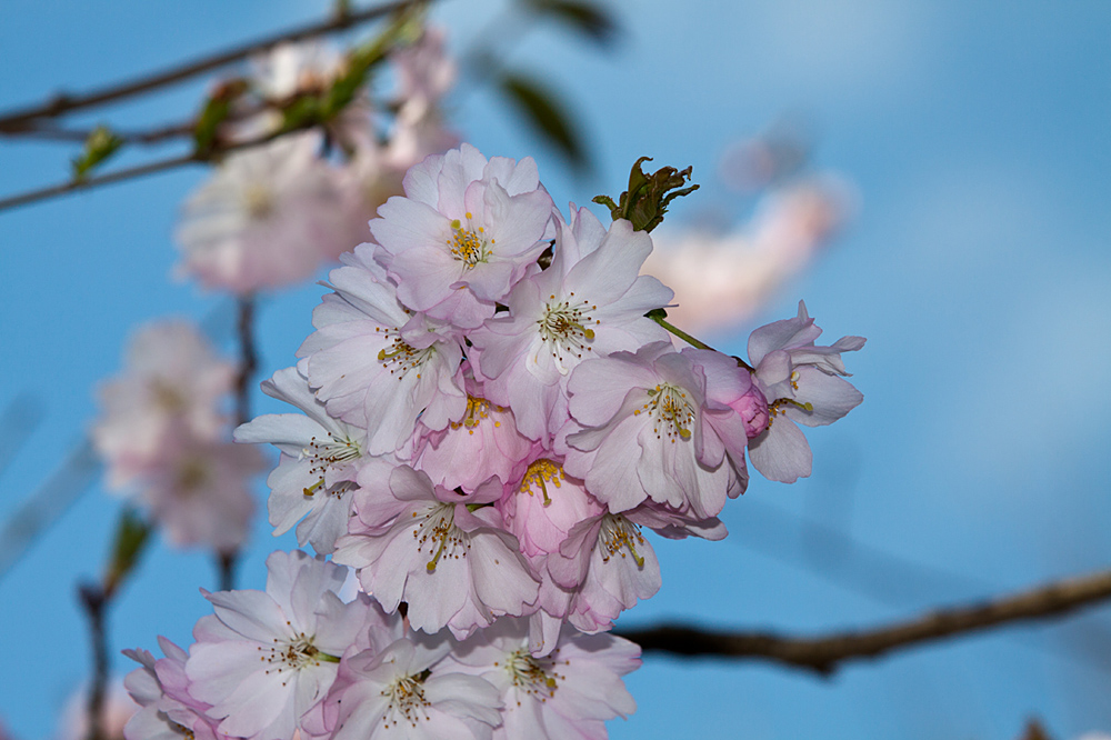 Der Frühling