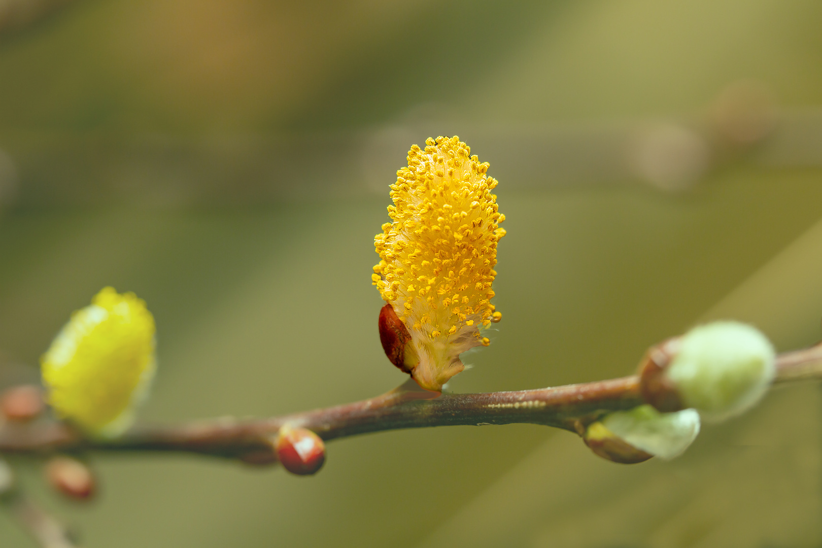 der Frühling