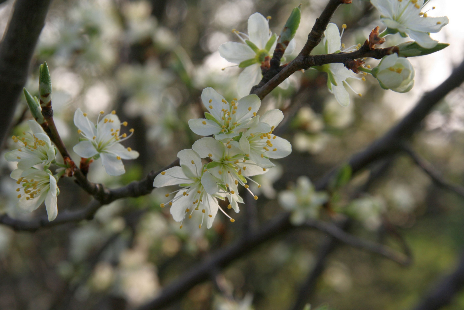 Der Frühling ..