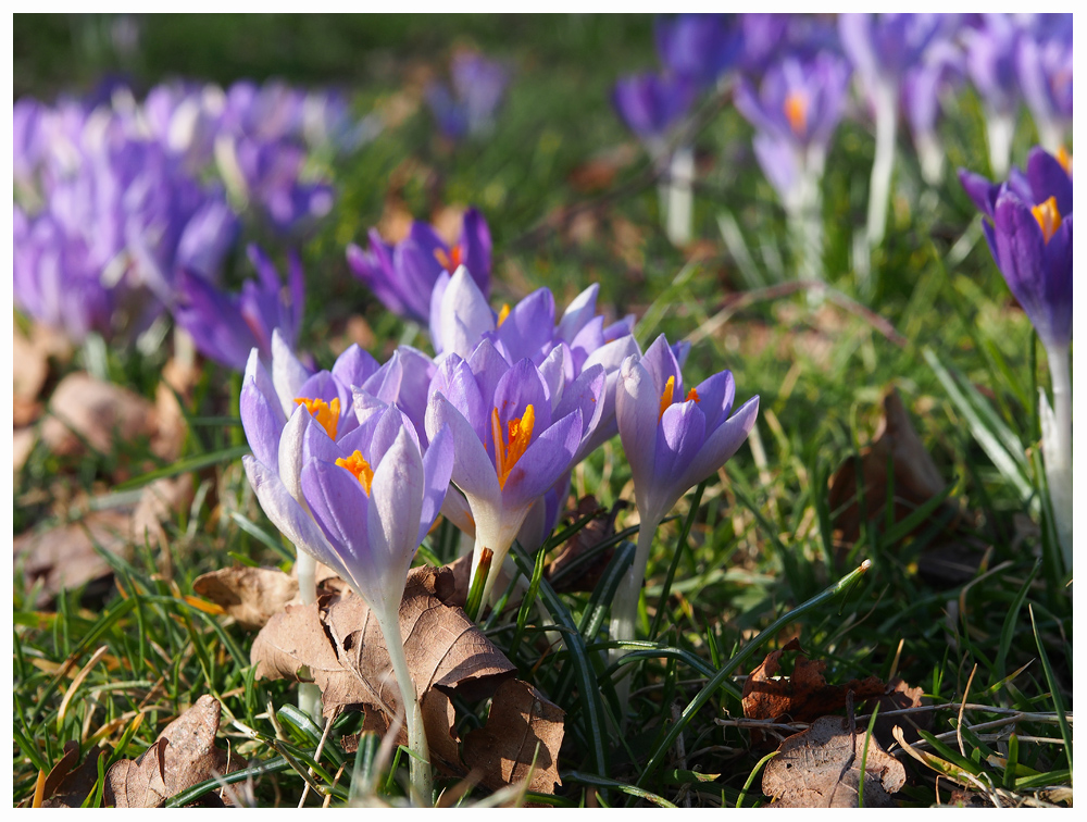 Der Frühling