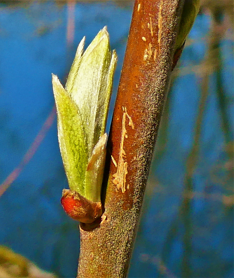 Der Frühling