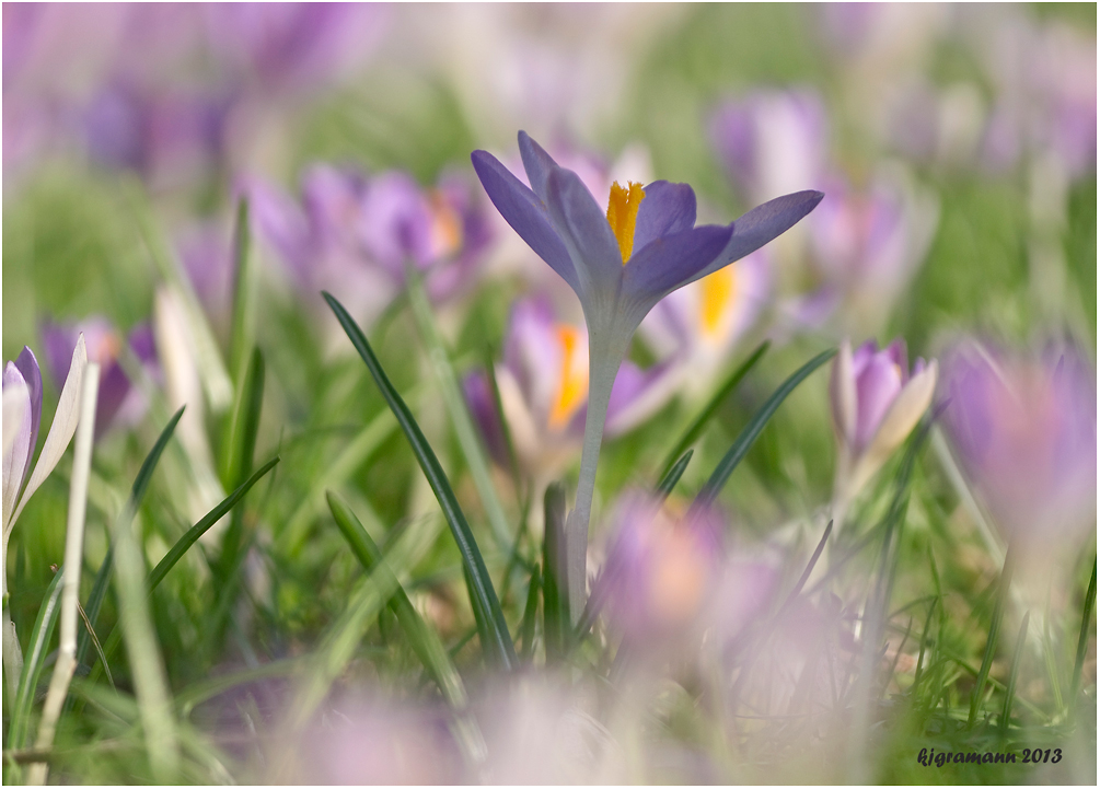 der frühling ......