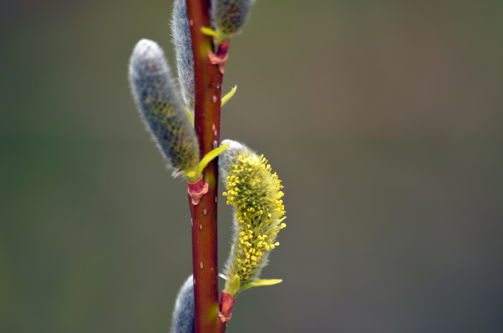 Der Frühling 5