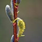 Der Frühling 5