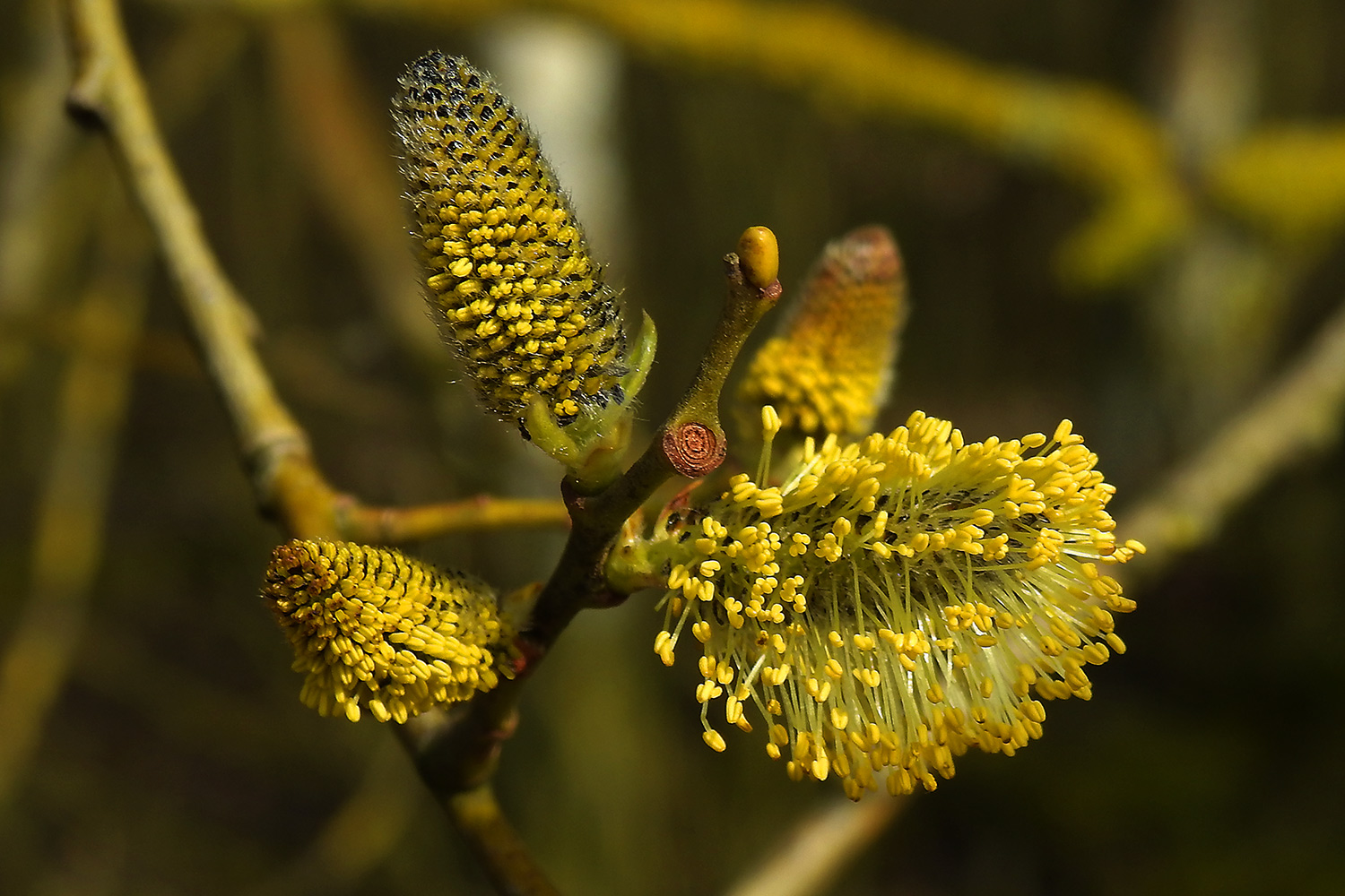 der Frühling