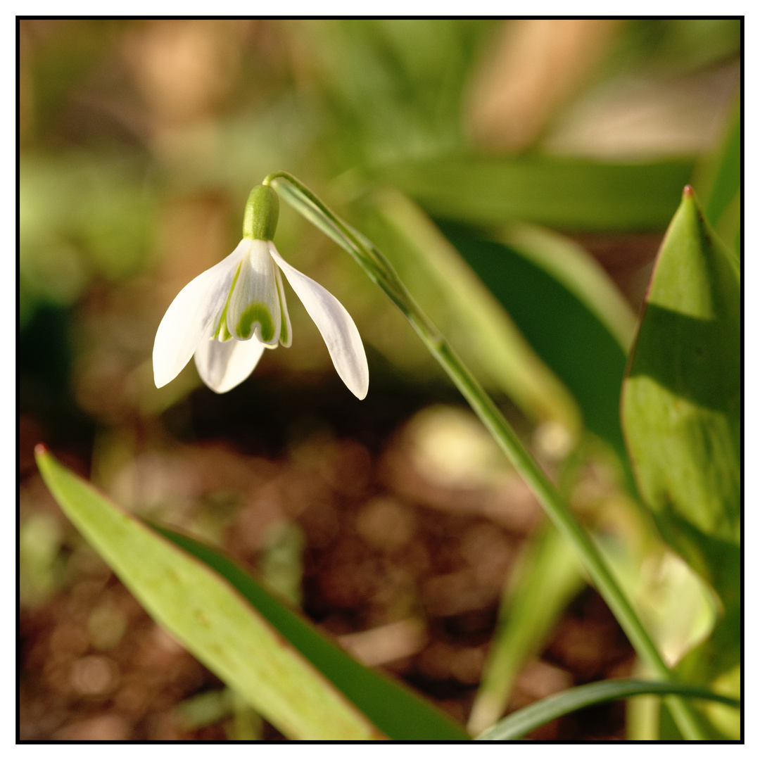 Der Frühling …