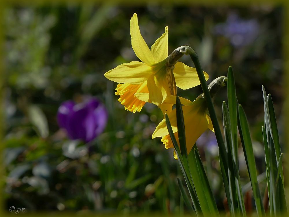 Der Frühling