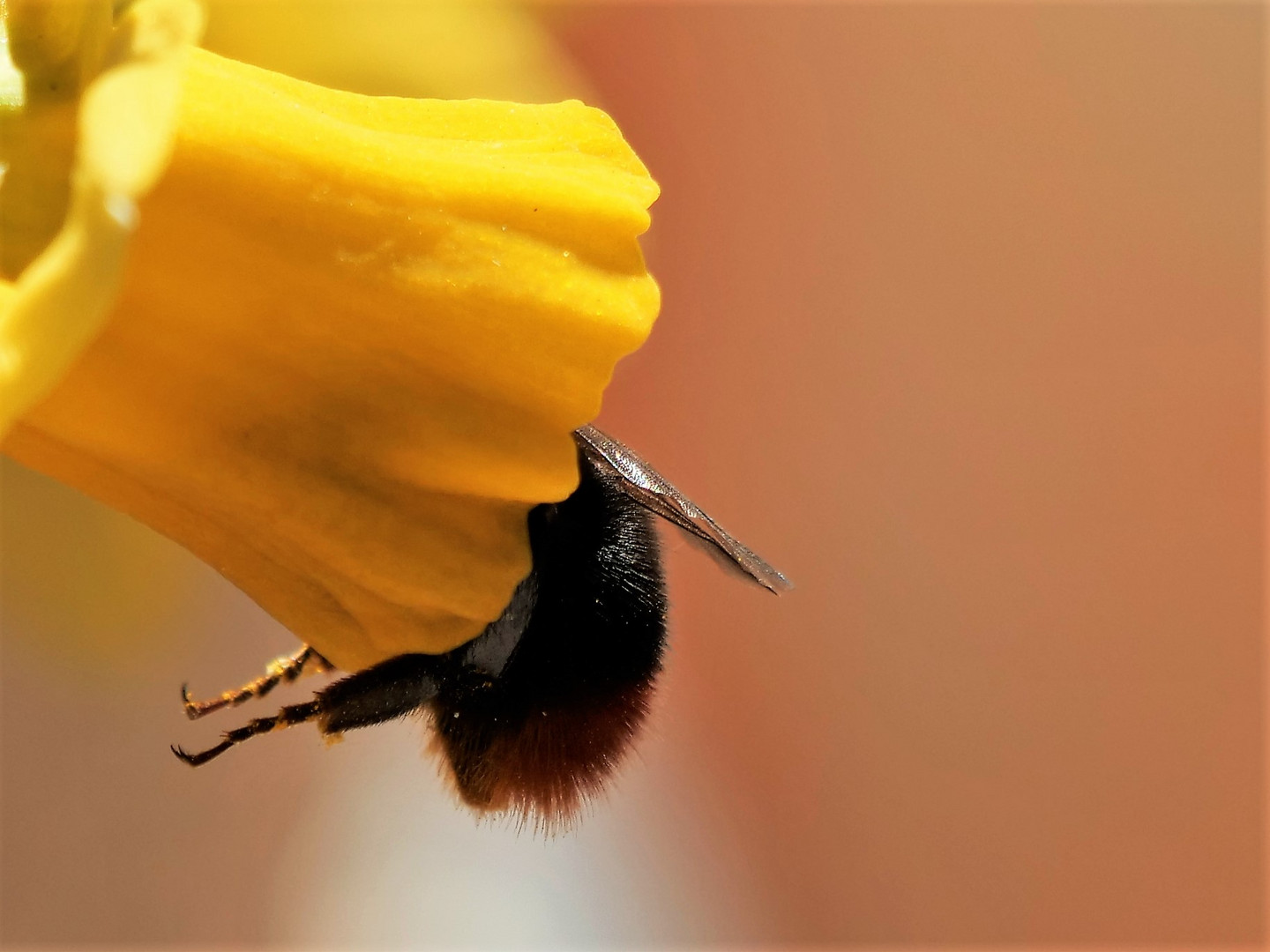 Der Frühling.