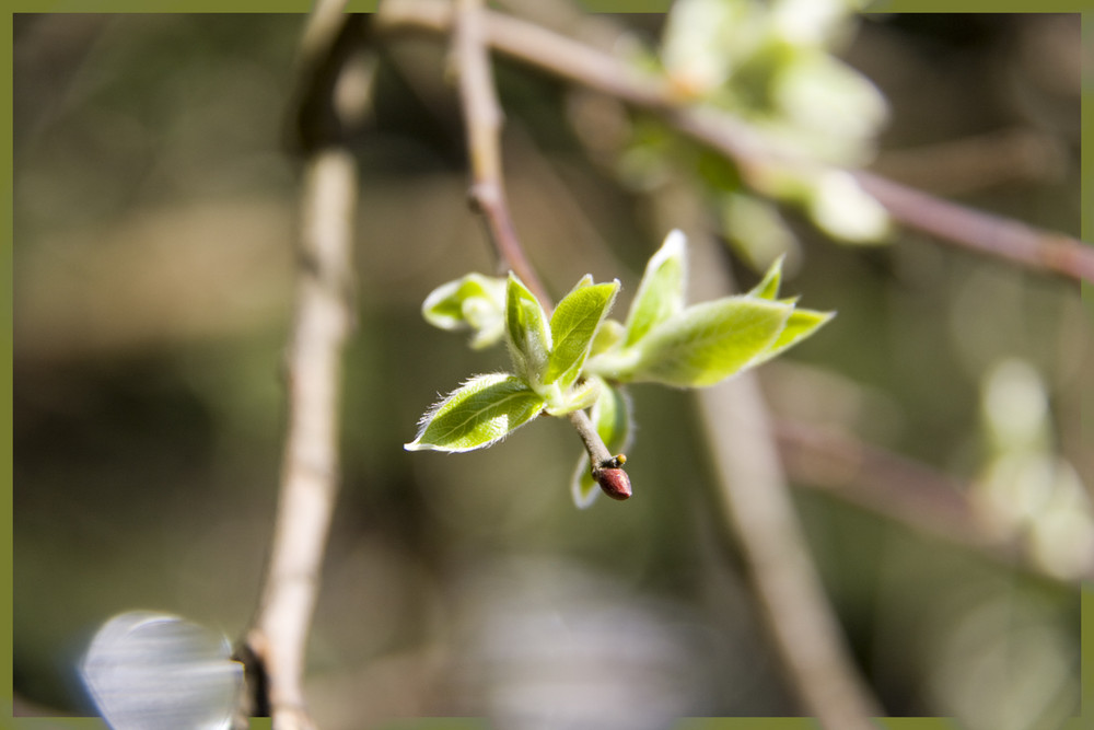 Der Frühling