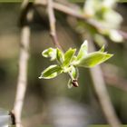 Der Frühling