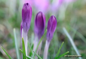 Der Frühling