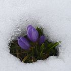 Der Frühling